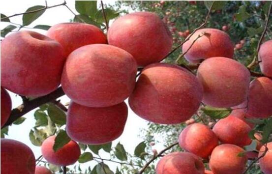 新疆农副产品西南集散交易中心项目隆重签约 新疆馆正式落户渝西国际