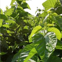 潍坊菜桑苗 桑芽菜苗价格
