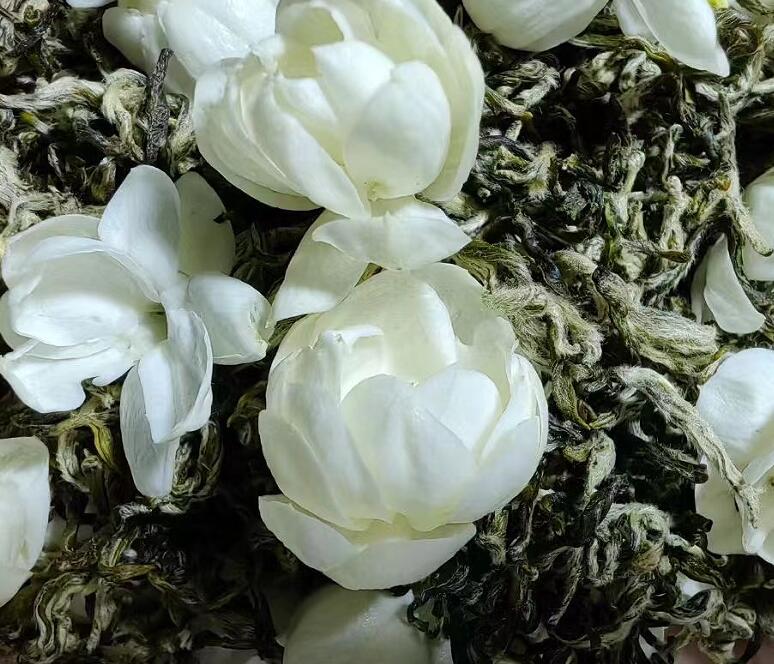 茉莉花茶 (1)